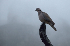 Gurrtaube (Streptopelia capicola)