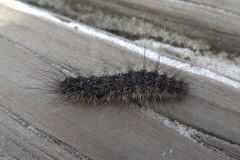 Unbekannte Raupe
