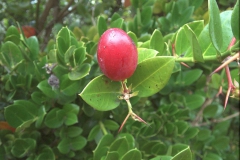 Natalpflaume (Carissa macrocarpa)