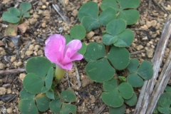 Purpur-Sauerklee (Oxalis purpurea)