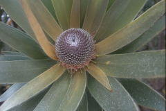 Leucadendron argenteum