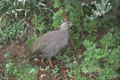 Kapfrankolin (Pternistis capensis)