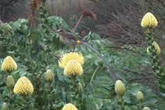 Kaphonigfresser (Promerops cafer)