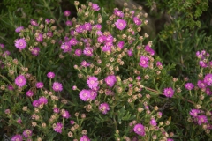Ruschia maxima