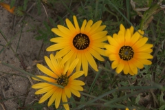 Arctotis hirsuta