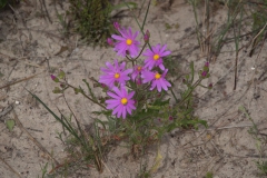 Wild cineraria (Senecio elegans)