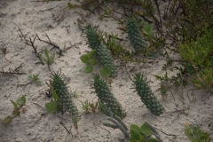 Medusenhaupt (Euphorbia caput-medusae)