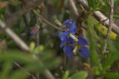 Unbekannte Blüten