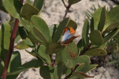 Common Opal Butterfly (Chrysoritis thysbe)