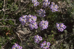 Sternenphlox (Zaluzianskya villosa)