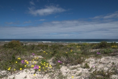 Im West Coast National Park