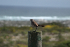 Karooheckensänger (Tychaedon coryphoeus)
