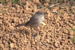 Karooheckensänger (Tychaedon coryphoeus)