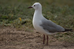 Hartlaub Möwe (Chroicocephalus hartlaubii)