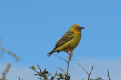 Kapweber (Ploceus capensis)