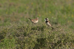 Kapsperling (Passer melanurus) Paar mit Nistmaterial