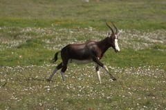 Buntbock (Damaliscus pygargus)