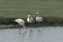 Zwergflamingo (Phoeniconaias minor)