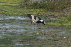 Waffenkiebitz (Vanellus armatus)