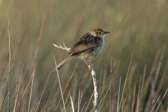 Vleyzistensänger (Cisticola tinniens)
