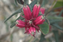 Microloma sagittatum