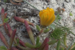 Unbekannte Blüte