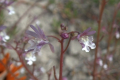 Unbekannte Blüte