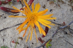 Unbekannte Blüte