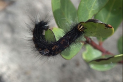 Mesocelis monticola