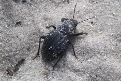 Unbekannter Käfer