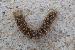 Unbekannte Raupe
