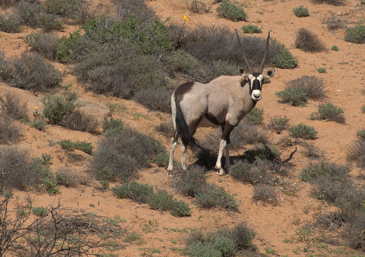 S dafrika Roadtrip 2019 Tag 6 Reisen Und Natur s-dafrika-roadtrip-2019-tag-6-reisen-und-natur