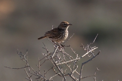 Karoolerche (Calendulauda albescens)