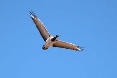 Ludwigtrappe (Neotis ludwigii)