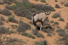 Spießbock (Oryx gazella)