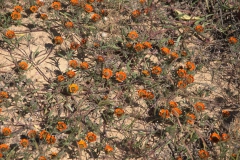 Käfer Daisy (Gorteria diffusa ssp calendulacea)