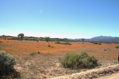 Skilpad Reserve im Namaqua National Park