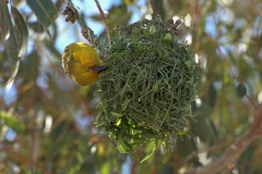 Kapweber (Ploceus capensis) beim Nestbau
