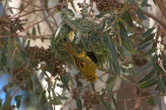 Kapweber (Ploceus capensis) beim Nestbau