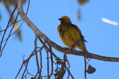 Kapweber (Ploceus capensis)