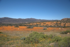Skilpad Reserve im Namaqua National Park