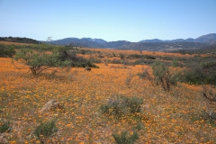 Skilpad Reserve im Namaqua National Park