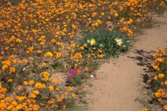 Blütenpracht am Wanderpfad