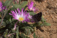 Namaqua Sandman (Alenia namaqua)