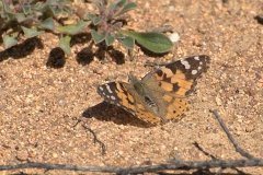 Distelfalter (Vanessa cardui)