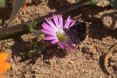 Namaqua Sandman (Alenia namaqua)