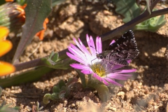 Namaqua Sandman (Alenia namaqua)