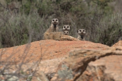 Erdmännchen (Suricata suricatta)