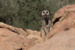Erdmännchen (Suricata suricatta)