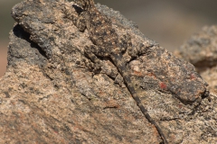 Gebänderter Gürtelschweif (Cordylus polyzonus)